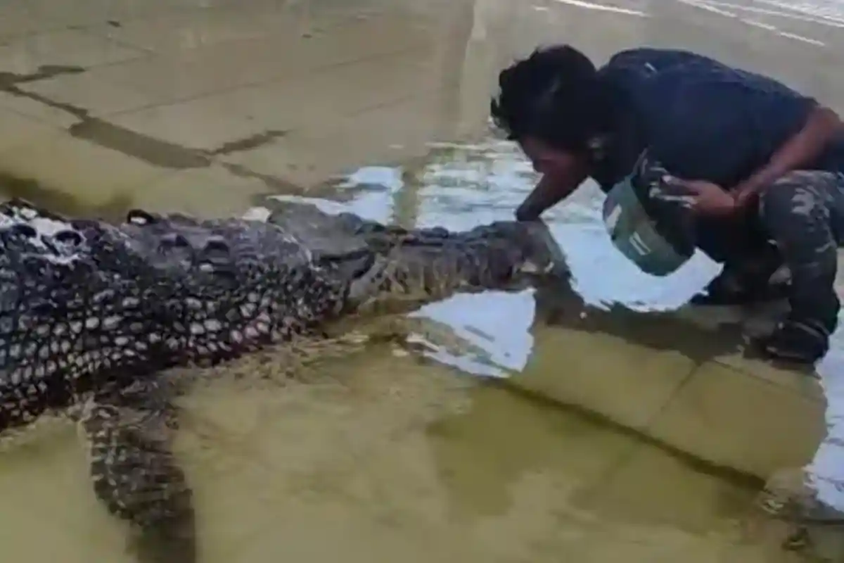 Ambo Boleh Datang Menjenguk di Penangkaran Teritip Balikpapan Jika yang Direlokasi Itu Buaya Riska