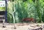 Pelepasan Harimau Sumatera