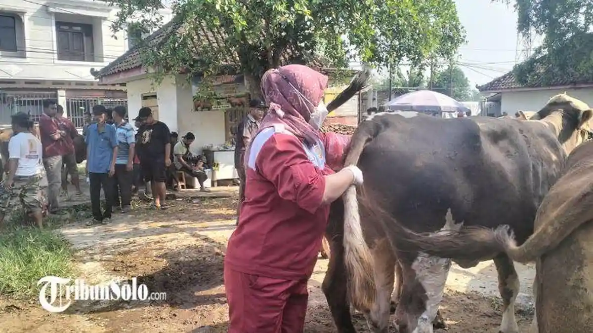 Awal 2025, Ada 170 Ekor Sapi di Kabupaten Sukoharjo Terpapar PMK, 9 Ekor Mati