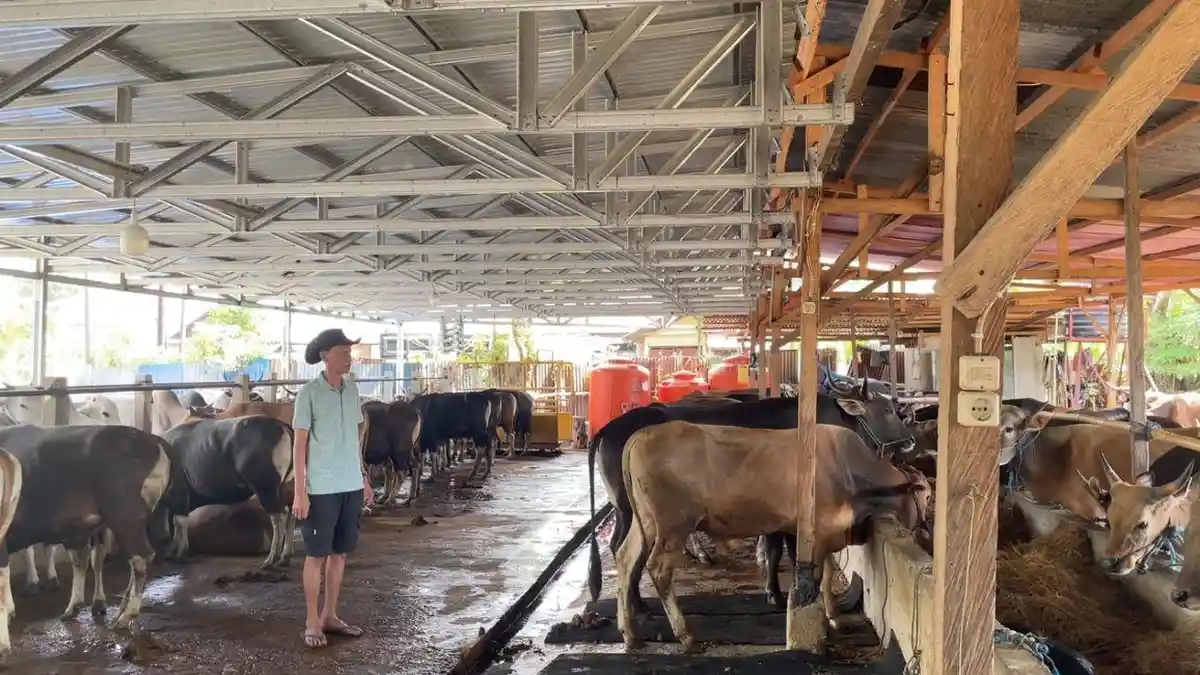 Pedagang Pasar Hewan Palu Tawarkan Sapi Kurban mulai Rp 14 Hingga Rp80 juta per ekor