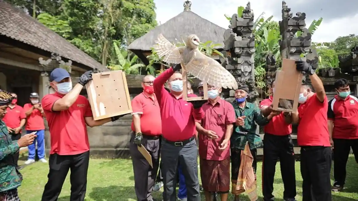 Kendalikan Hama Tikus, Pemkab Gianyar Lepas 8 Ekor Celepuk