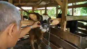 peternak-mengecek-kondisi-sapinya-di-sunsus-PMK.jpg