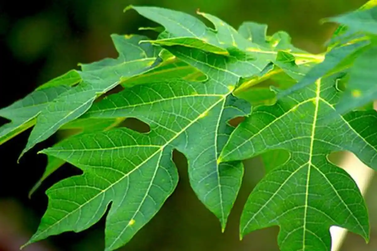 5 Manfaat Daun Pepaya yang Jarang Diketahui, untuk Obat DBD Hingga Obati Masalah Kulit