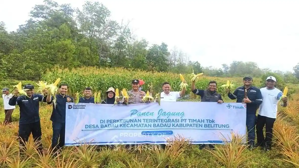 PT Timah Kembangkan Pertanian Jagung di Lahan Pascatambang di Badau Belitung