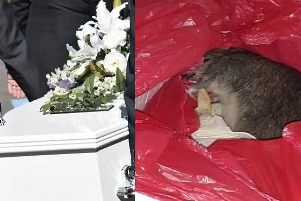 Jasad Bayi Meninggal Sebelum Lahir Tertukar, Pasutri Syok Buka Peti Mati Anaknya Lihat Bangkai Tikus