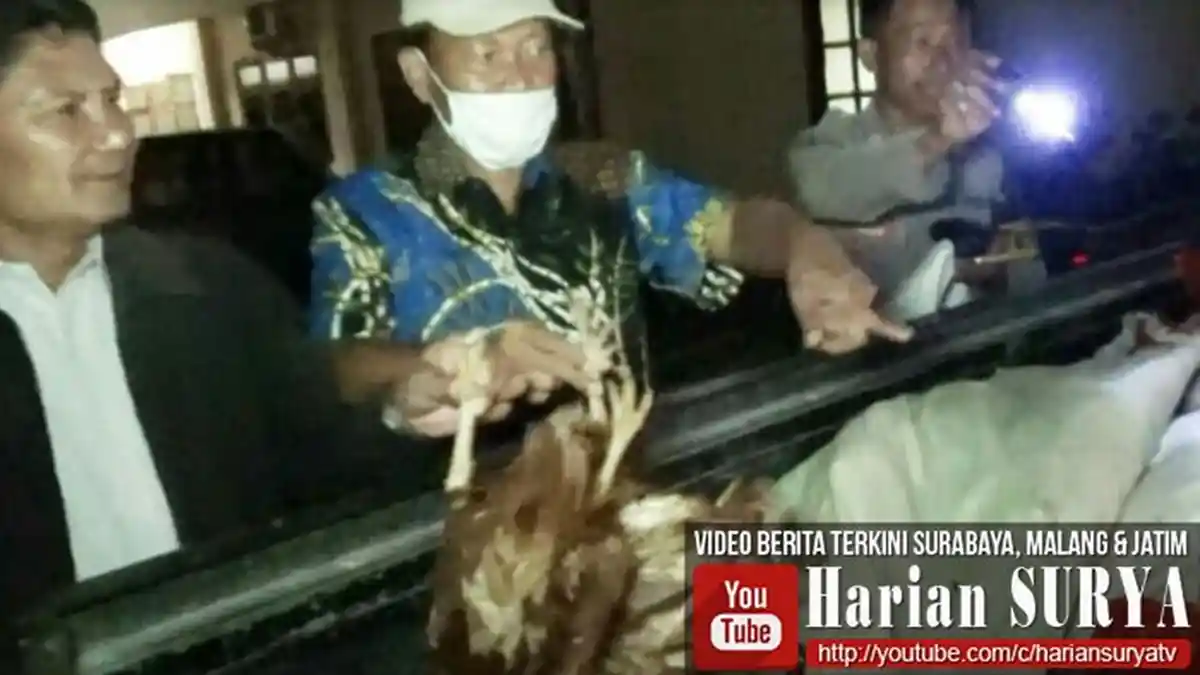 Sarbu dan Lilik Jual Ribuan Ayam 'Tiren' Rp 30.000 Per Ekor