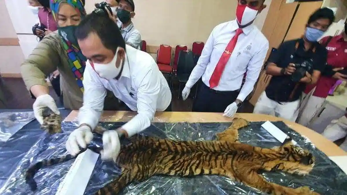 Tulang, Taring dan Kulit Harimau yang Disita dari 4 Pria Semula Hendak Dijual Rp 100 Juta