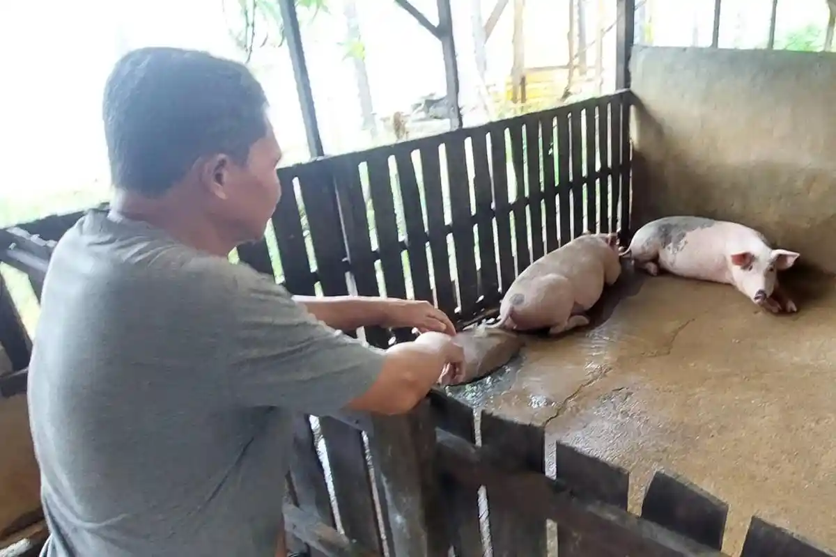 Pemko Banjarbaru Undur Tenggat Pemindahan Kandang Babi di Pandarapan Hanya Sampai September 2024