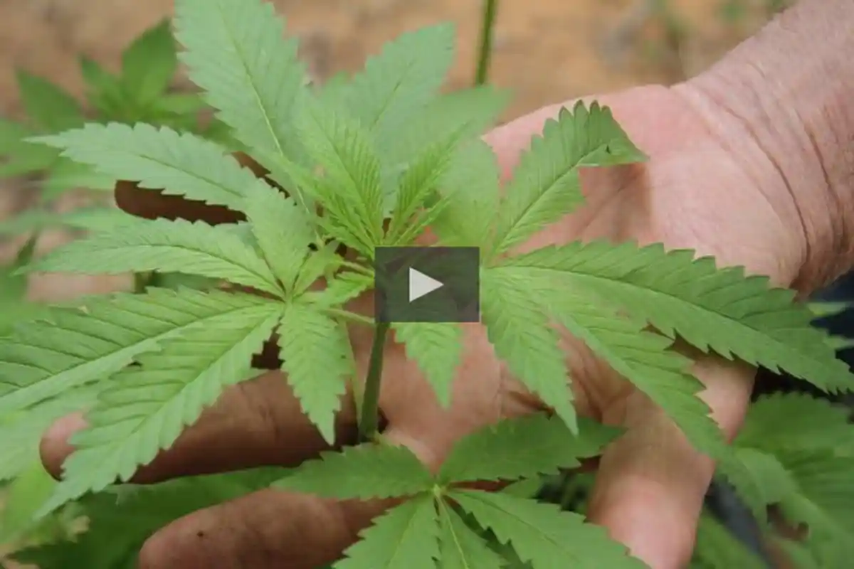 Usulkan Ganja Jadi Komoditas Ekspor, Fraksi PKS Tegur Keras Rafly Kande