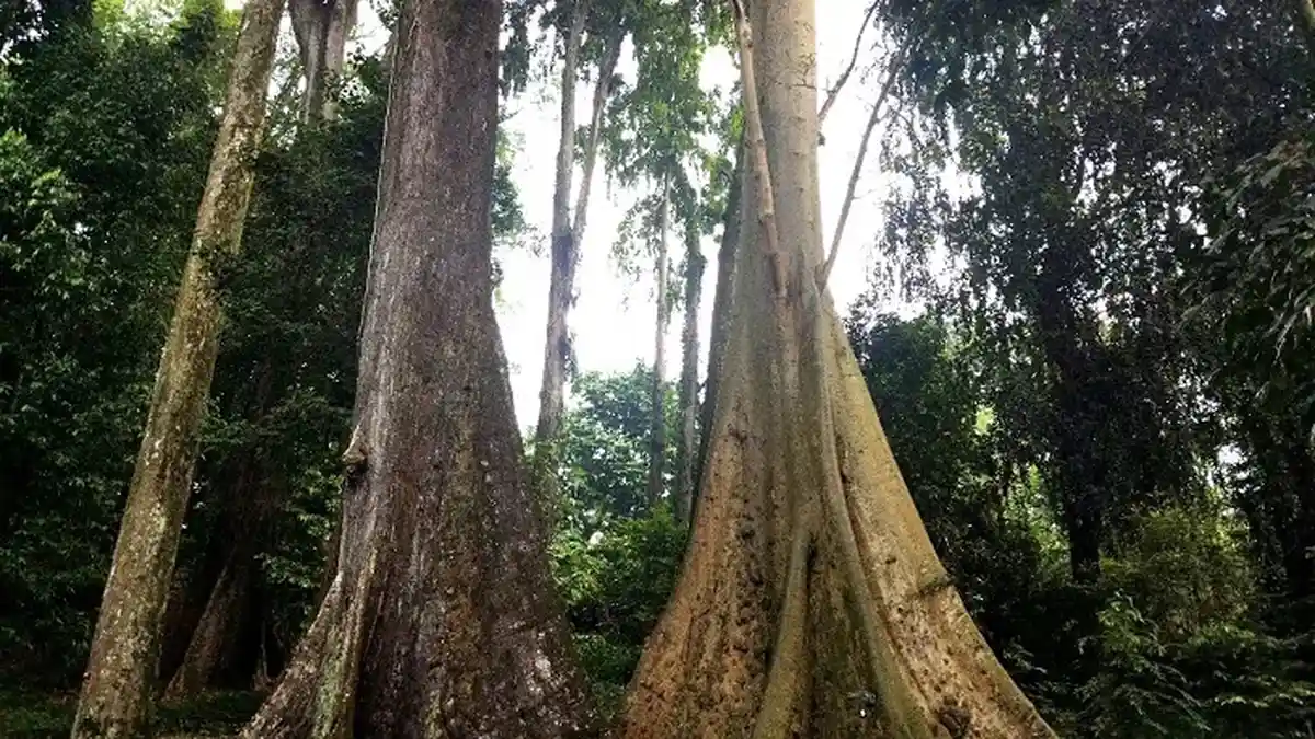 Mitos Pohon Jodoh di Kebun Raya Bogor, Pasangan akan Sehidup Semati