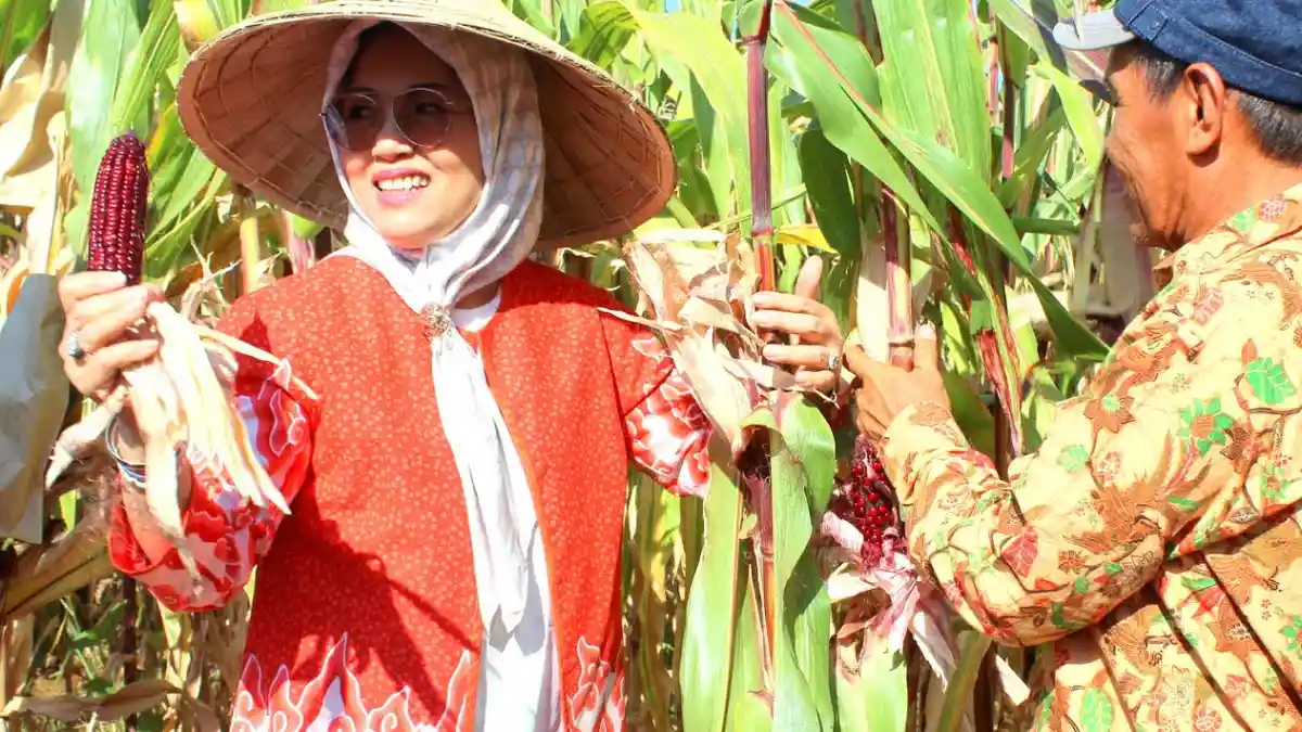 Hasilkan Jagung Ungu Anti Oksidan Hasil Persilangan Dua Benih, Unhas Beri Nama Varietas Dwia-1