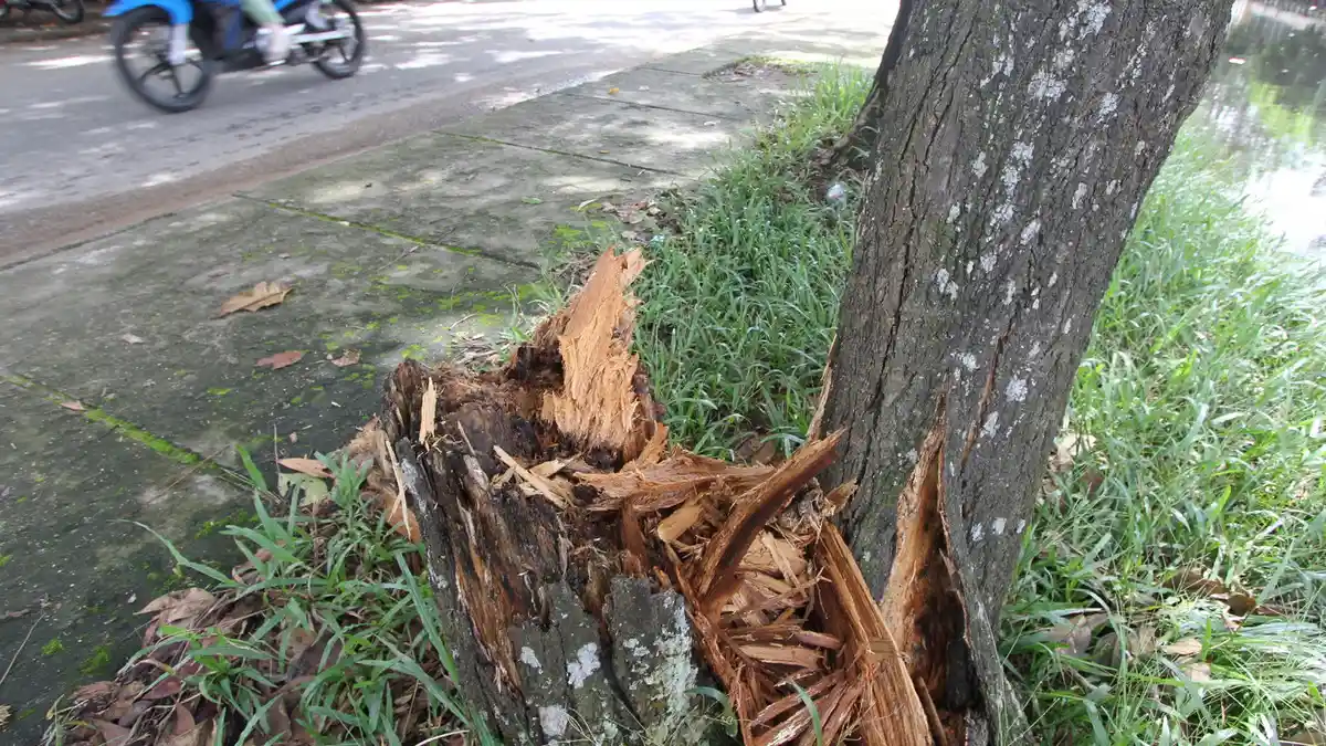 Gandeng IPB dan LIPI, Pemkot Mendata Seluruh Pohon di Bogor