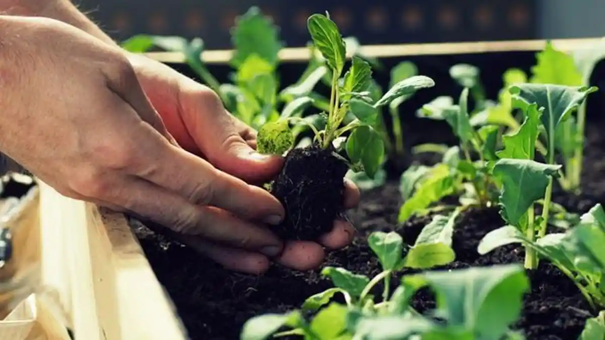 Dari Ide Sederhana, Pemuda Gresik Sukses Hijaukan Kampung Lewat Urban Farming