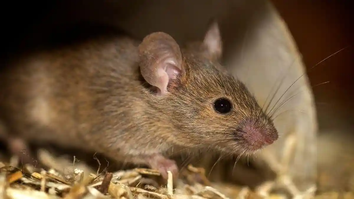 Penjelasan Dokter soal Hantavirus, Penularannya Tanpa Perlu Gigitan Tikus