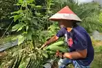 Harga-Timun-di-Balangan-anjlok.jpg