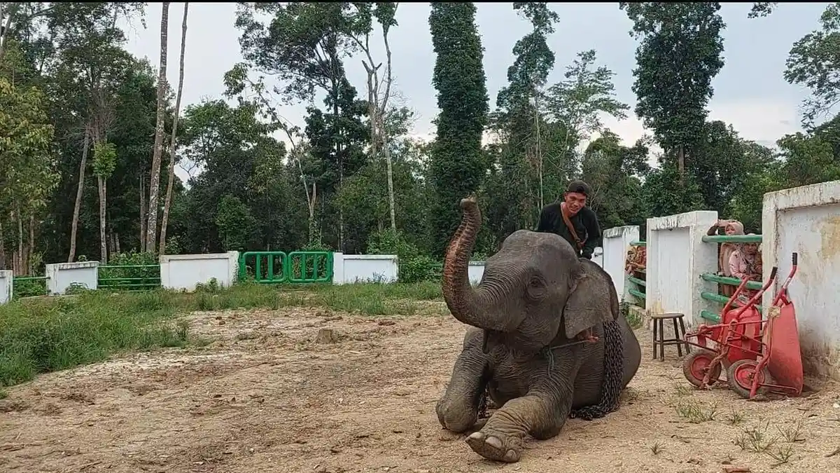 Pusat Informasi Konservasi Gajah Diprotes Warga, Ini Kata Pj Bupati Tebo