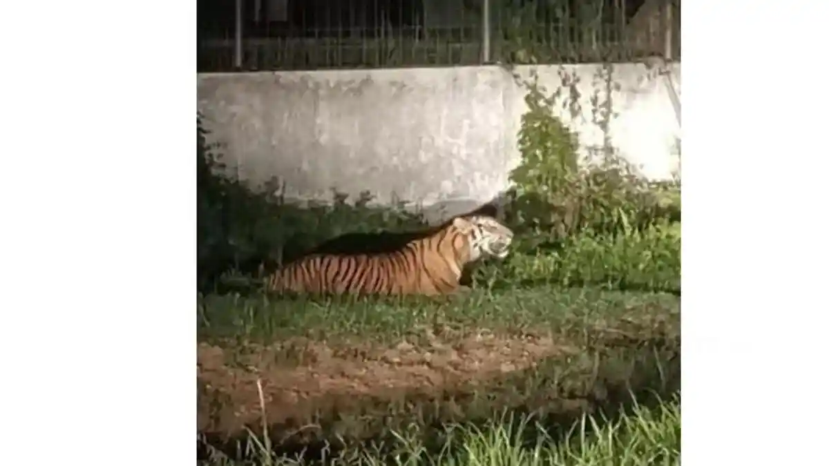 Warga Dumai Geger Harimau Muncul di Kawasan Pelintung
