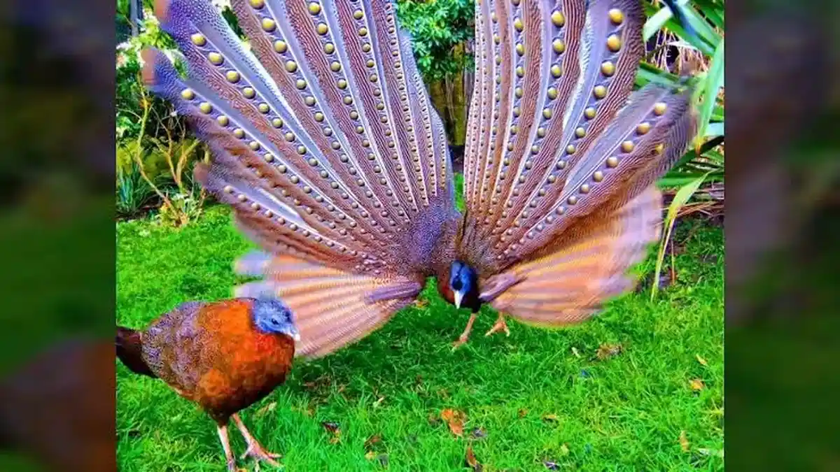 Asal-usul Burung Ruai, Cerita Rakyat Kalimantan Barat