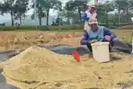 Keringkan Padi Pasca Panen, Petani Trenggalek Ingin Nikmati Harga Gabah Kering Giling Rp 800 Ribu