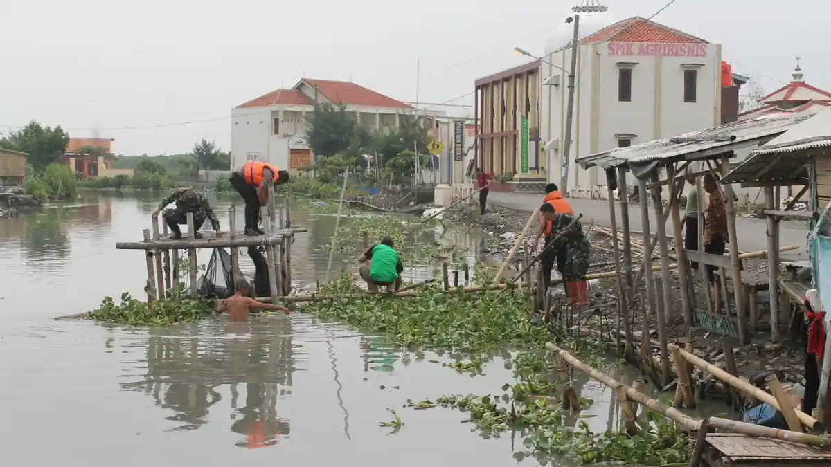 Usai Banjir, Warga Brebes Bersih-bersih Eceng Gondok di Aliran Sungai Pemali