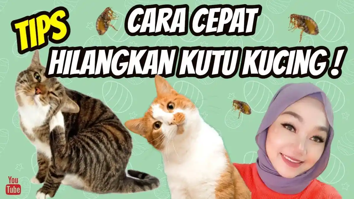 5 Cara Mengobati Kutu Kucing Secara Alami Gunakan Rempah-Rempah, Lemon, Cuka Apel, Dijamin Sembuh!