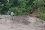 Kondisi-jalan-lintas-curup-lebong-di-talang-ratau.jpg