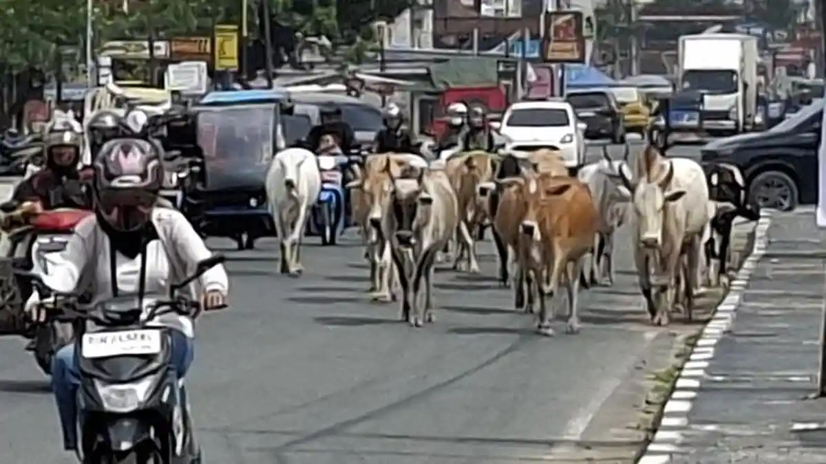 Gerombolan Sapi Liar Berkeliaran di Jalur Mudik Jalinsum Indralaya, Pemudik Nyaris Kecelakaan