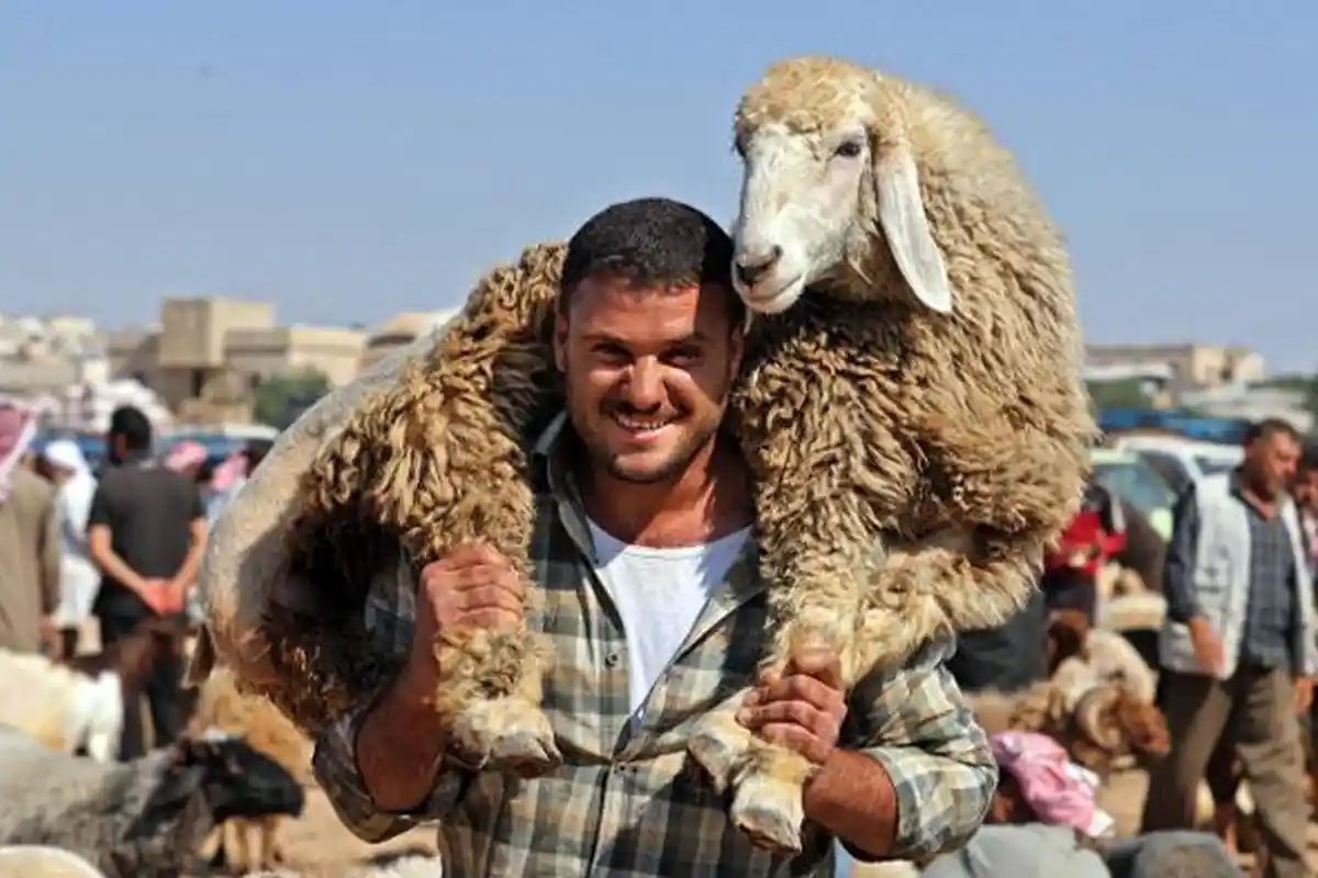 Bolehkah Memberi Orang yang Turut Membantu Penyembelihan Hewan Kurban dengan Daging atau Kulitnya?