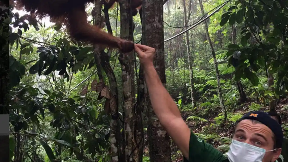 Kesedihan Aktor Leonardo DiCaprio Lihat Nasib Orangutan dan Gajah Liar di Aceh