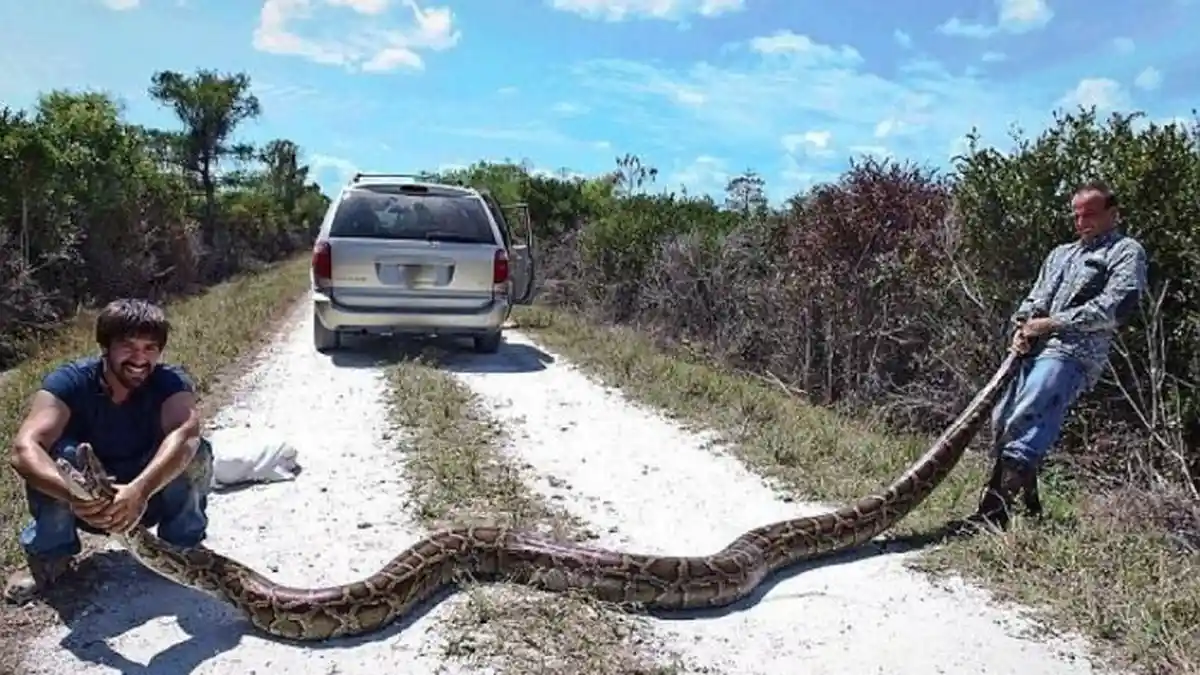 Ribuan Ular Piton Berkeliaran, Pemburu Bayaran Dikerahkan