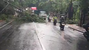 Pohon-waru-yang-tumbang-di-Jalan-Raya-Mambal-Badung.jpg