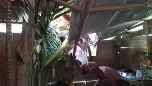 Rumah-warga-di-Kabupaten-Aceh-Utara-rusak-tertimpa-pohon-kelapa-yang-tumbang.jpg