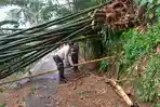 Dua Kecamatan di Jember Diterjang Angin Kencang, Pohon Tumban dan Puluhan Rumah Rusak