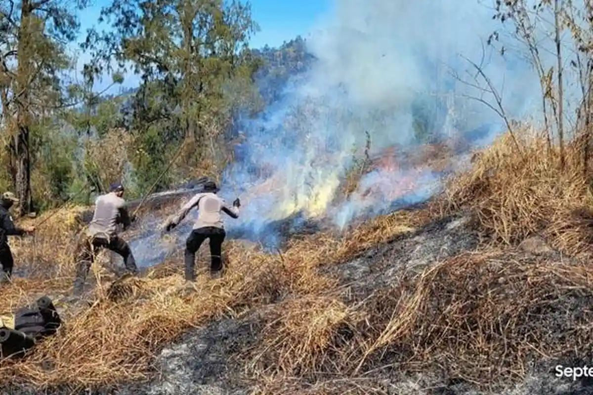 3 Orang Diperiksa Terkait Kebakaran Hutan di Gunung Arjuno-Welirang, Berasal dari Unsur Perhutani