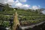  Agrowisata ke Kebun Stroberi di Desa Banyuroto Magelang