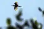 Edukasi Pelestarian Burung Air 
