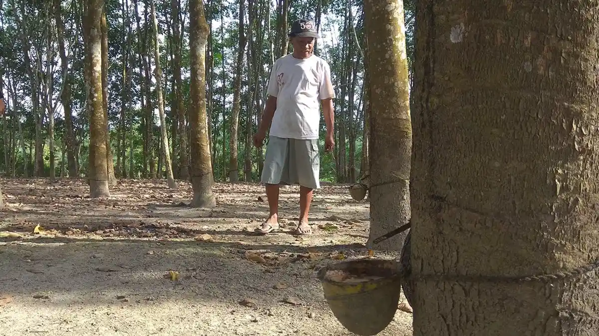 Disperindag Provinsi Jambi Sarankan Petani Tidak Lagi Pakai Cuka Karet