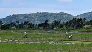 Produksi-Padi-Kulon-Progo-Diprediksi-Capai-Lebih-dari-24-Ribu-Ton-di-Periode-Maret-April-2024.jpg