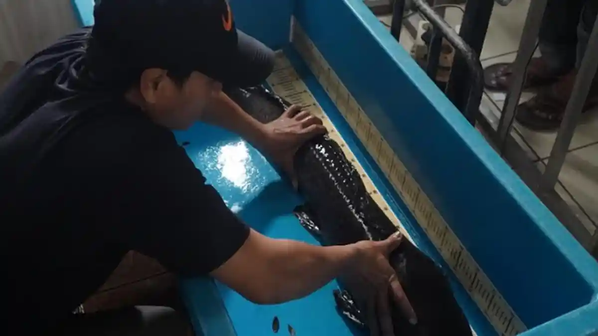 Pemkab Kediri Menggelar Kontes Gede-gedean Lele, Pertama Kali di Indonesia