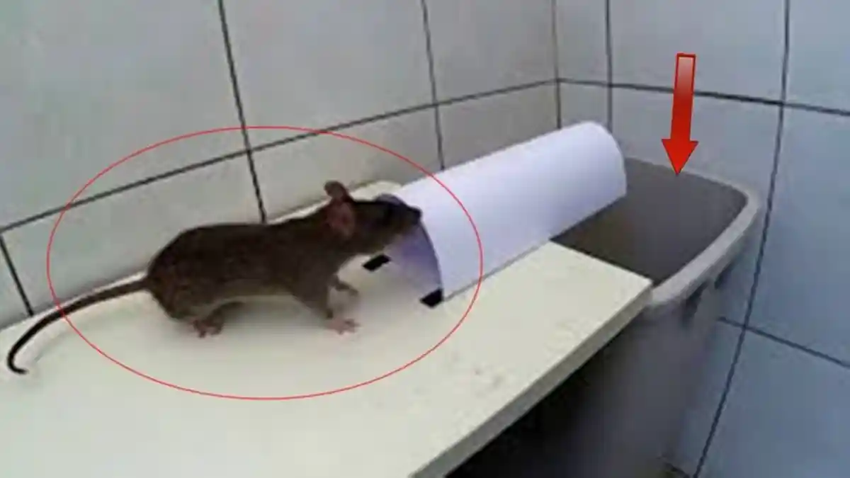 Waspada Saat Banjir Sejumlah Penyakit Mengintai, Ada yang Disebabkan Kencing Tikus