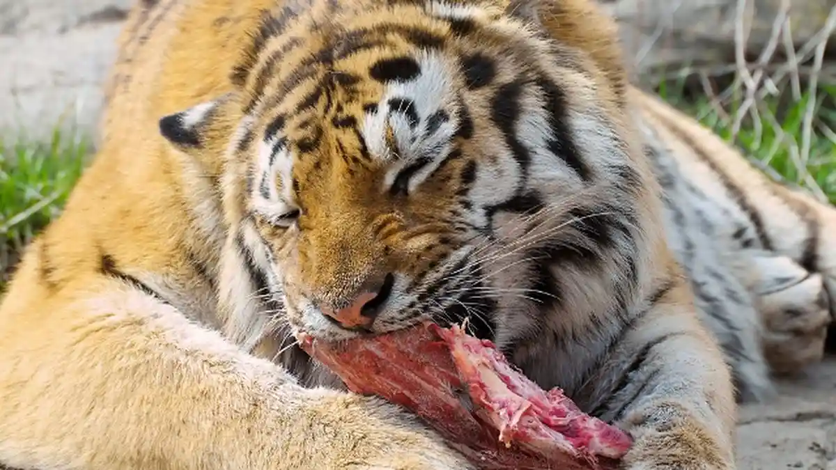 Detik-detik Pendulang Emas Tewas Diterkam Harimau, Rasidin Diserang dari Belakang saat Minum Teh