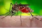 net-ilustrasi-nyamuk-dbd.jpg