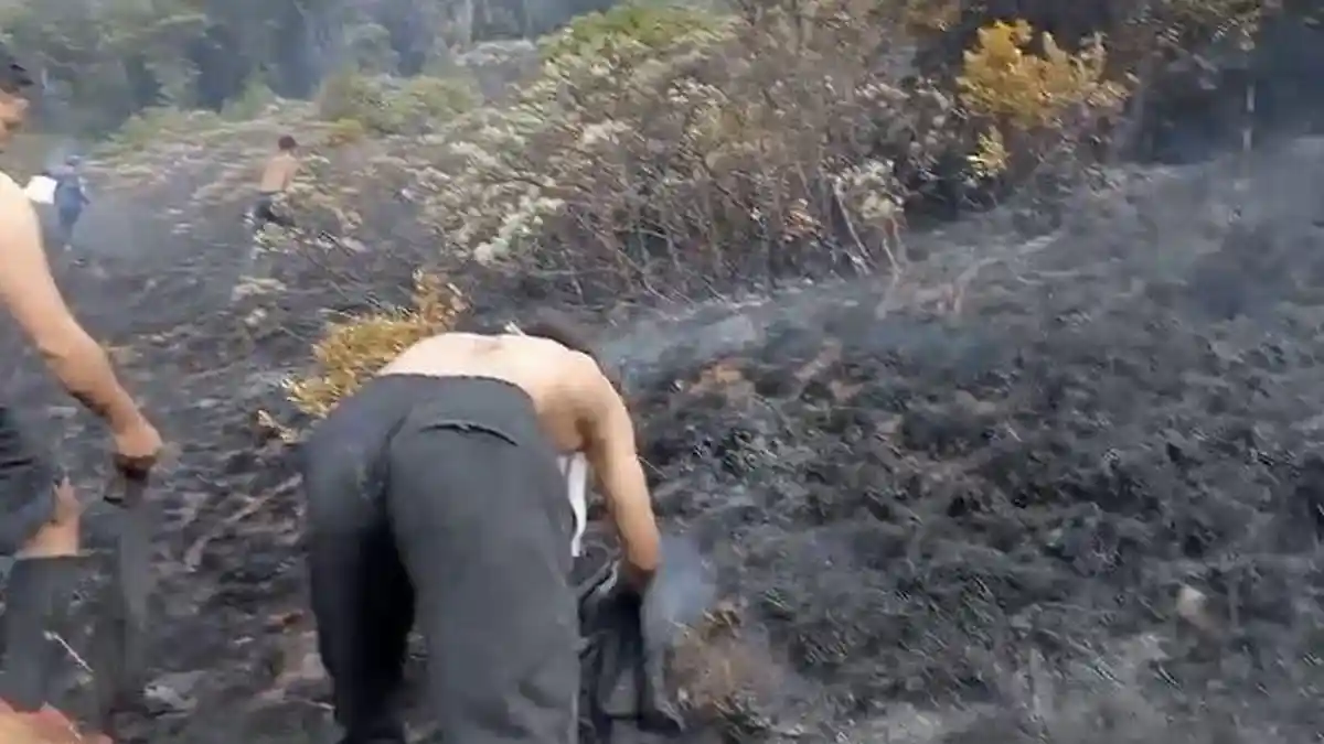Hamparan Bunga Edelweiss di Alun-alun Suryakencana Gunung Gede Pangrango Hangus Terbakar