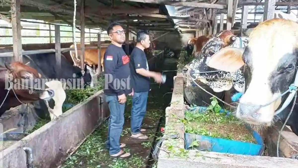 4.500 Sapi Masuk Kalsel Jelang Iduladha 2023, Disnak Tala Cek Sapi di Tiga Pintu