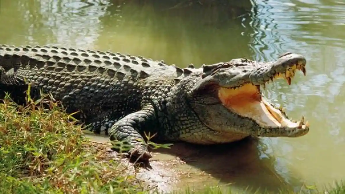 Sudah 3 Warga Bangka Tewas Diterkam Buaya, Inilah Tips Menghadapi Serangan Buaya