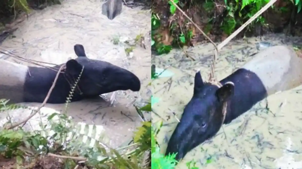 Tapir yang Terperosok di Kubangan Dibawa ke THPS,Pendiri Yayasan Alam Liar Sumatera Minta Dilepaskan