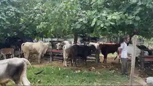 sapi-di-Pasar-Hewan-palu.jpg