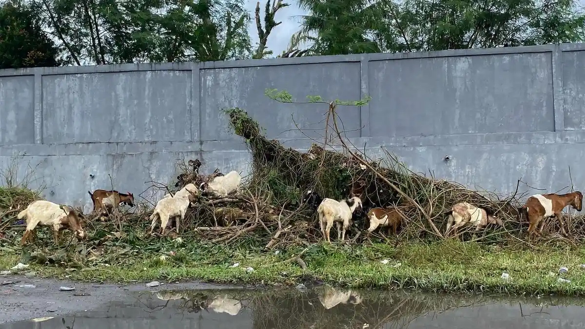 Daya Beli Turun Drastis, Pedagang Lelang Hewan Kurban dengan Harga Murah