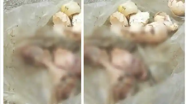 2025 Tempo Diteror Kepala Babi, Kini Floresa Dikirim Kepala Ayam Busuk, Terkait Film Pesta Babi?