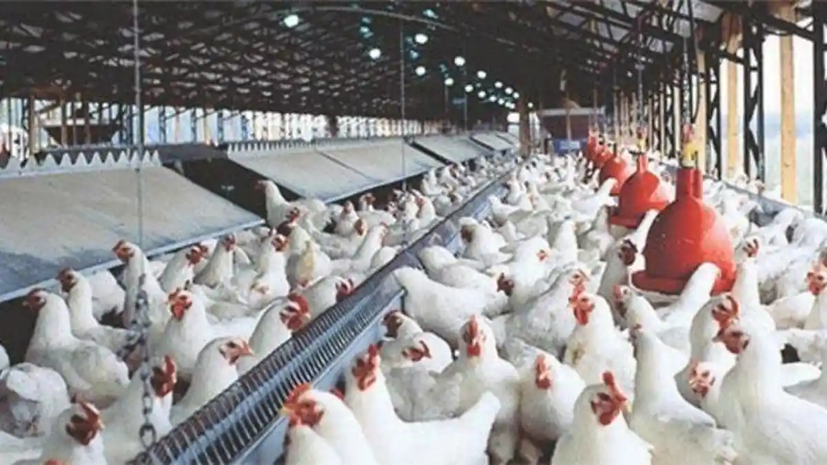 Harga Ayam Tertekan, Peternak Minta Pakan Jangan Ikut Naik